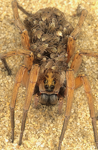Female Wolf Spider Carrying