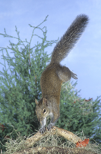 squirrel-jumping-and-landing-on-front-pa