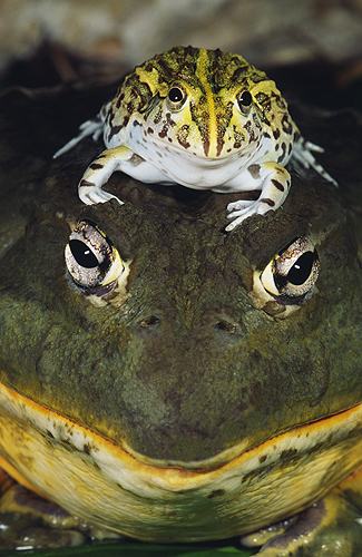 African Bullfrog Adult With Baby on Head