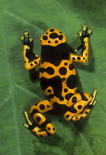 Arrow Poison Frog, Dendrobates luecomelis,...