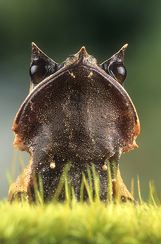 Asian Leaf Frog, Portrait