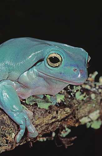 Australian White's Tree Frog, Blue Phase