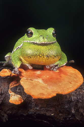 Barking Tree Frog, Florida