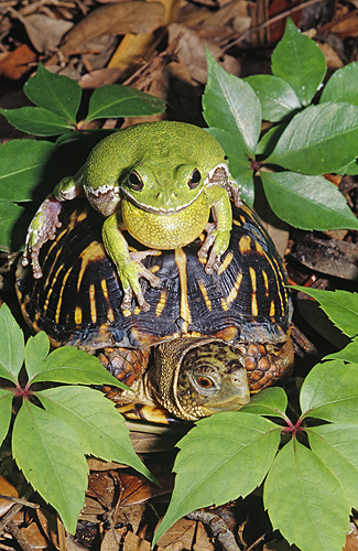 Barking Tree Frog on The Back of a Box Turtle,...