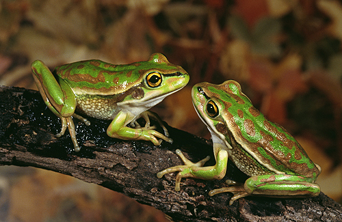 Bell's Frog, Australia
