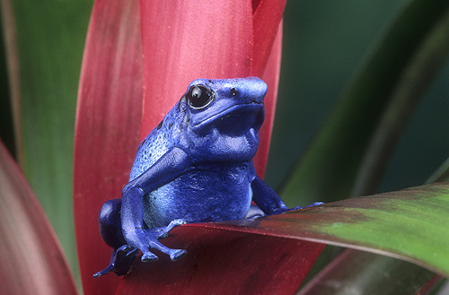 Blue Poison Arrow Frog on a Bromeliad