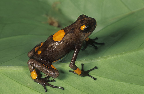Poison Arrow Frog, Dendrobates histrionicus,...