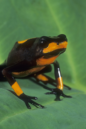Arrow Poison Frog, Dendrobates histrionicus,...