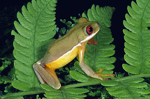 Costa Rican Brook Frog
