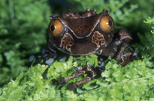 Rare Crown Frog, Anotheca spinosa, Monteverde,...