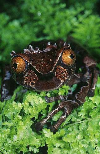 Rare Crown Frog, Anotheca spinosa, Costa...