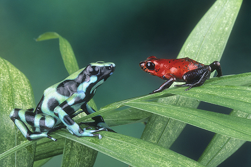 Poison Arrow Frogs, Dendrobates auratus and...