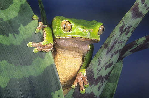 Giant Monkey Frog, Phyllomedusa bicolor,...