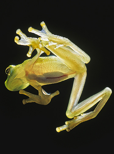 Glass Frog Showing The Internal Organs, Backlit,...