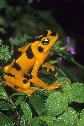Golden Frog, Atelopus zeteki, Panama