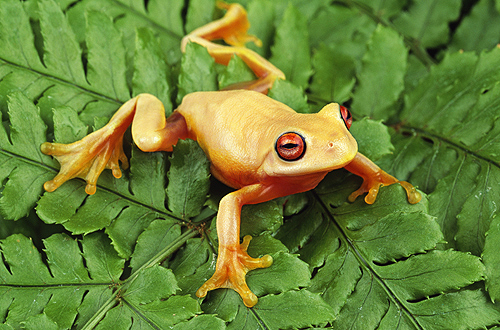 Graceful Orange Eye Tree Frog, Australia