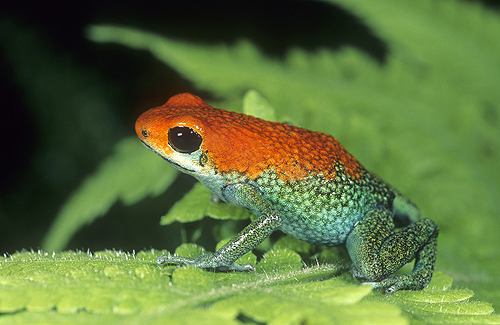 Granular Poison Arrow Frog, Dendrobates granuliferus,...