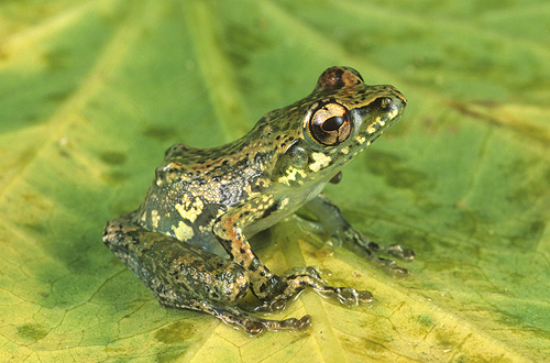 Green Tree Frog, Mantidactylus argenteus,...