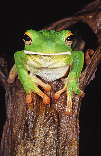 Indonesian White Lipped Frog