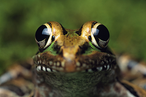 Leopard Frog Close Up of Face