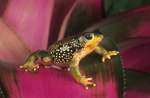 Olive Atelopus Frog, Peru