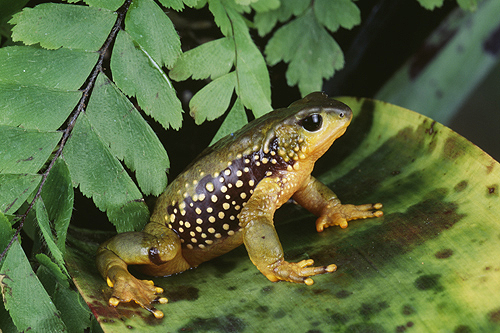 Olive Atelopus Frog, Peru