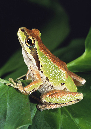 Pacific Tree Frog, Western USA
