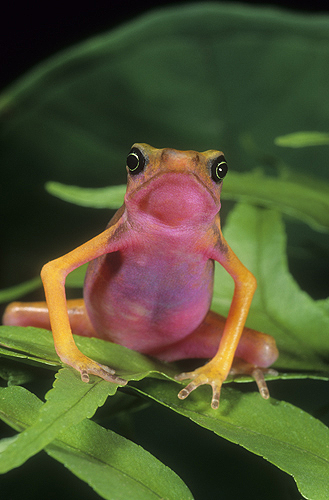 Pink Bellie Harlequin Frog