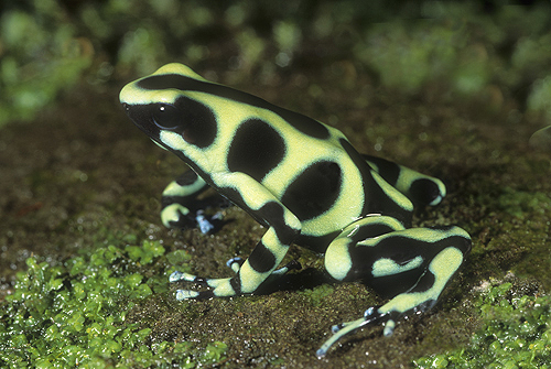 Poison Arrow Frog, Dendrobates auratus, Costa...