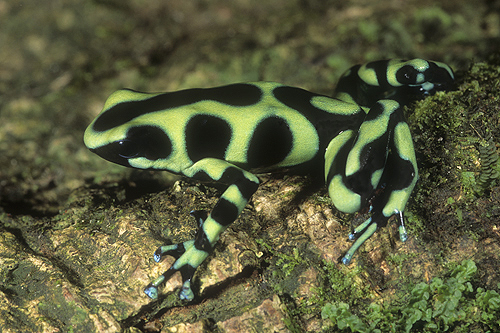 Poison Arrow Frog, Dendrobates auratus, Costa...