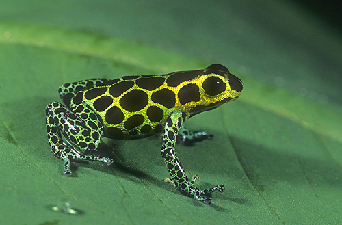 Poison Arrow Frog, Dendrobates quinquevittatus,...