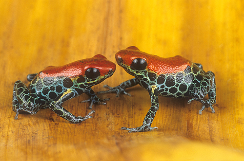 Poison Arrow Frogs, Dendrobates reticulatas,...