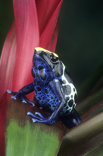 Poison Arrow Frog, Dendrobates tinctorius,...