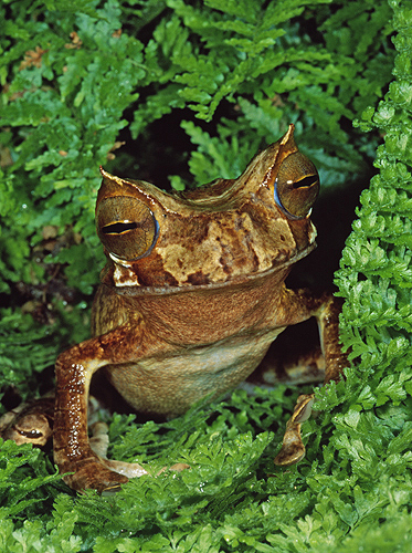 Rare Horned Marsupial Frog, Gastrotheca cornuta,...