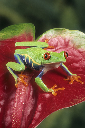 Red-Eyed Tree Frog, Costa Rica