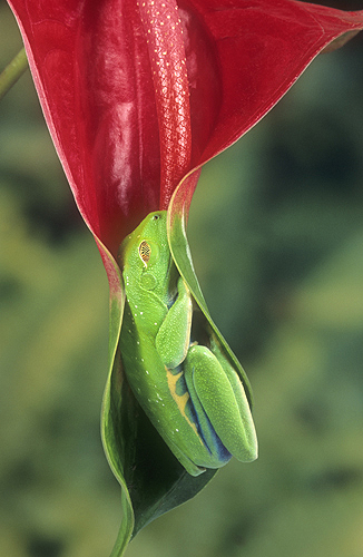 Red Eyed Tree Frog Asleep in a Leaf, Costa...