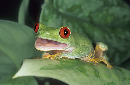 Red Eyed Tree Frog With Mouth Open, Costa...