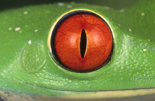 Red Eyed Tree Frog, Detail of Eye, Costa...