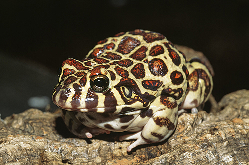 Red Spotted Burrowing Frog, Argentina
