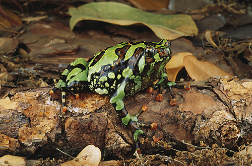 Frog, Madagascar
