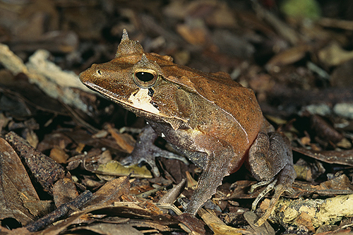 Solomon Island Eyelash Frog