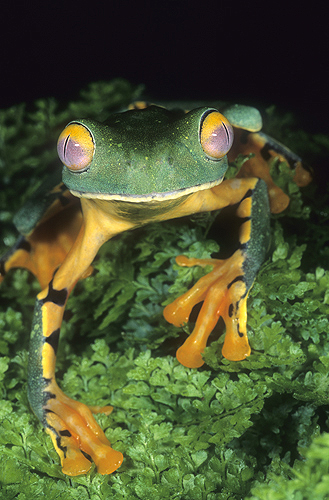 Splendid Leaf Frog, Agalychnis calcarifer,...