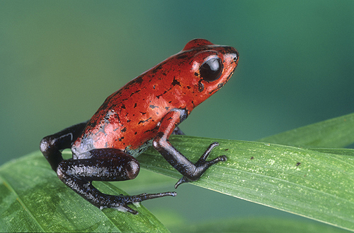 Strawberry Poison Arrow Frog, Costa Rica