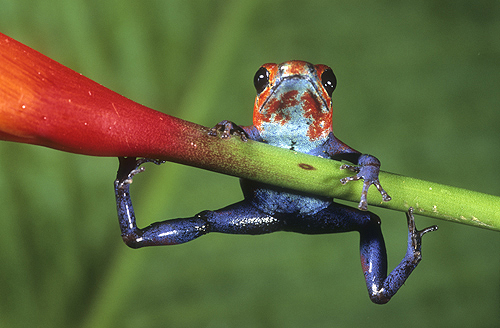 Strawberry Poison Frog, Costa Rica