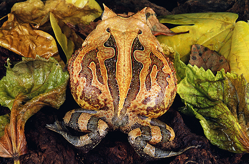 Surinam Horned Frog, Backside, Rainforest...