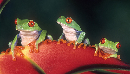 Three Red Eyed Tree Frogs on a Heliconia...