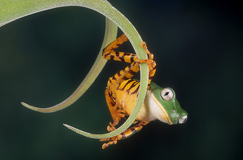Tiger Striped Monkey Frog, Phyllomedusa tomopterna,...