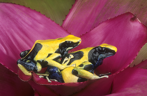 Two Yellow Back Poison Arrow Frogs, D. tinctorius,...