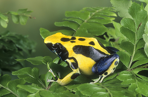 Yellow Back Dying Frog, Dendrobates pumilio,...