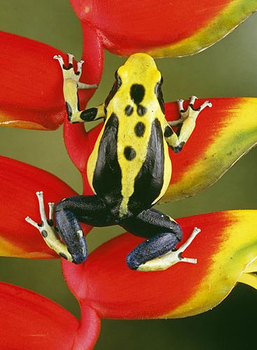 Yellow Back Poison Frog, Dendrobates tinctorius,...